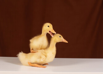 two beautiful ducklings together on a brown background

