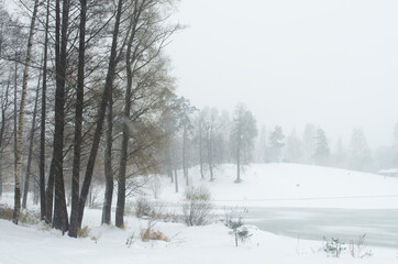 Winter landscape. Snowfall