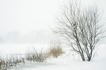 Winter landscape. Snowfall