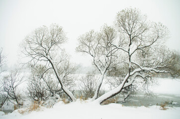 Winter landscape. Snowfall