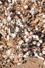 Arizona cotton field, cotton, bolls, plants, agriculture, farming, 