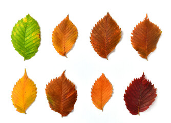 Autumn elm leaves on a white background