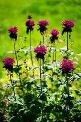 Red flowers on a plant outdoors in the park.