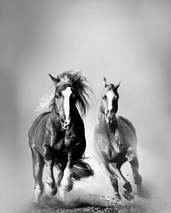 Two wild chestnut horses running, front view