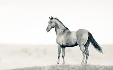 Fototapeta na wymiar Don stallion standing in a field on freedom