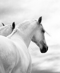 Obraz na płótnie Canvas two white horses at weather day