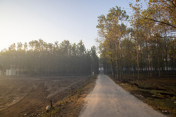 narrow road passing through poplar trees in rural punjab