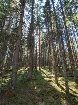 Norway Spruces In Boreal Forest