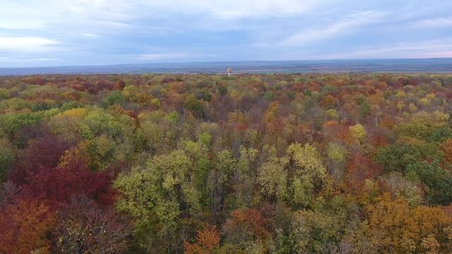Autumn atmosphere in the Hainich National Park - Thuringia / Germany