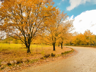 oak trees yellow in autumn season in university of ioannina greece
