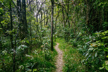 Narrow path in the middle of a tropical forest on the island of Reunion