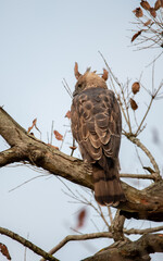 Crested Changeable Hawk Eagle