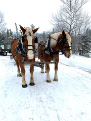 Fototapeta na wymiar winter scene two clydesdale horses pulling cart