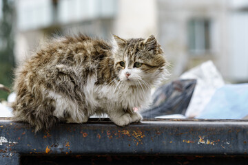 stray cats search for food in a dumpster