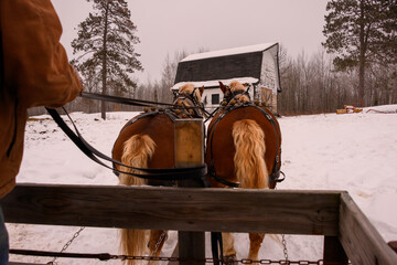 view from behind - Horses going back to barn