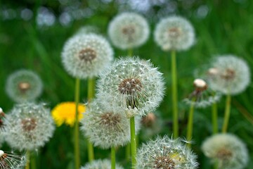 Dandelions in full bloom waiting for a breeze to disperse the seeds. Taraxacum.