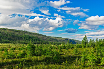 Fototapeta na wymiar tundra forest and mountains on a sunny summer day