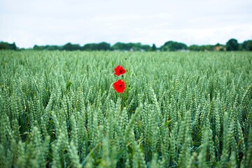 Lone poppies in a field of wheat.
