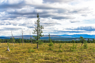 Fototapeta na wymiar subpolar tundra forest and mountains in the urals