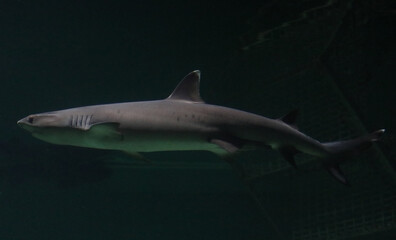 shark scanning his surroundings