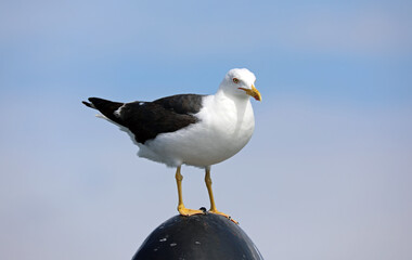 seagull on the top of a column