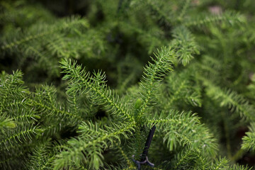 Closeup of ornemental christmas trees in a gardening store