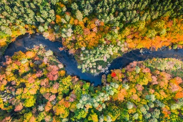 Fotobehang Bosrivier Top view of river and colorful autumn forest, aerial view