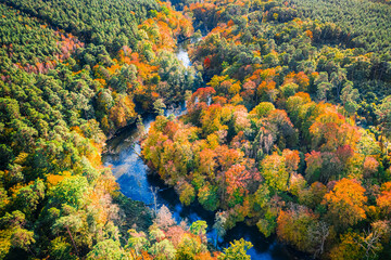 Winding river and sunny autumn forest, aerial view