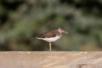 Green sandpiper