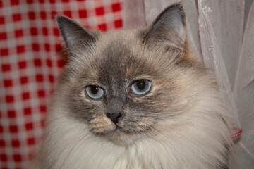 
Cute Burmese cat. Portrait of a fluffy blue-eyed cat