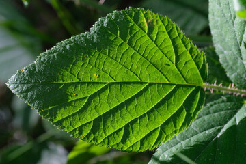A green blackberry leaf is close up against the light. Forest. Natural background. Sunny day. Summer.