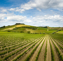 Fototapeta na wymiar Aerial view of Vineyards in Chianti region, Tuscany, Italy