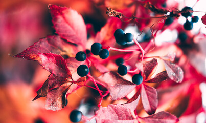 Beautiful minimalistic autumn background with bright leaves of trees. Black berries of decorative maiden grapes and bright red curly leaves. Horizontal banner.