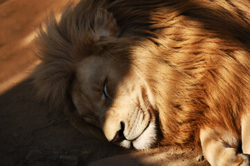 The bright warm sun warms the sleeping lion's nose