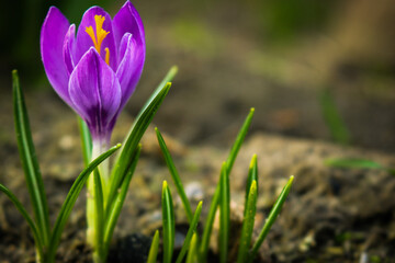 spring crocus flowers