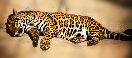 Handsome spotted jaguar spread his paws and sweetly slumbers