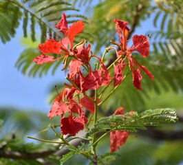 Beautiful red tropical flowers blooming on a sunny day