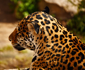 Fototapeta na wymiar The king of the jungle jaguar slumbers sweetly on warm stones