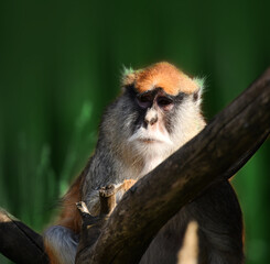 Confident and pensive gaze of a monkey