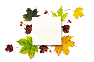 Naklejka na ściany i meble Autumn composition. Frame made of Green, yellow dried leaves, red berry isolated on white background for greeting card. Flat lay autumn composition with copy space.