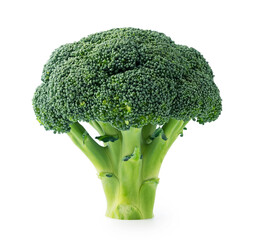Broccoli placed on a white background
