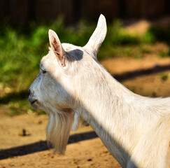 Fototapeta premium White goat went to graze in a farmer's meadow