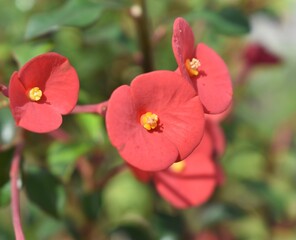 Obraz premium Pretty small red flowers blooming in a tropical garden