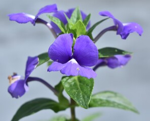 Fototapeta na wymiar Beautiful purple iris flower blooming in a garden
