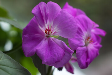 Fototapeta na wymiar Lilac geranium on the windowsill, close-up. Home indoor flower. Background