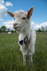 Fototapeta premium goat on the meadow