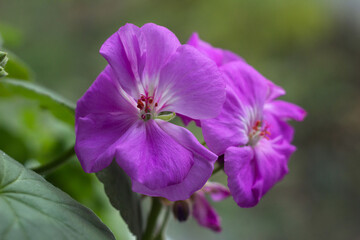 Lilac geranium on the windowsill, close-up. Home indoor flower. Background