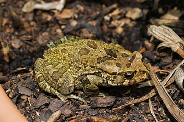 Frog on the ground