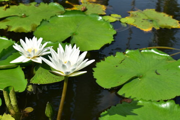 beautiful two white lotus blooming under the sun  with  green leaves and stalk in the pond in thailand