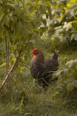 Chicken